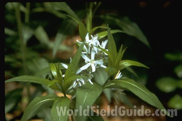 Flower and Leaves<br>(Location of Picture: Atlanta Botanic Garden, Georgia)