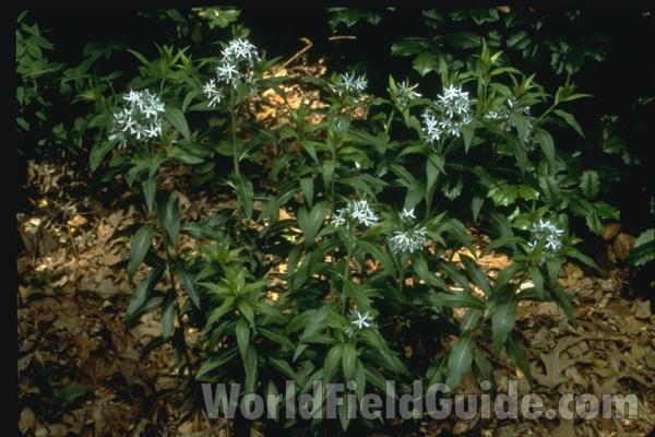 Plants<br>(Location of Picture: Atlanta Botanic Garden, Georgia)