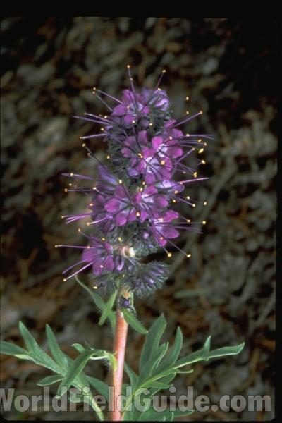 Top Of Plant