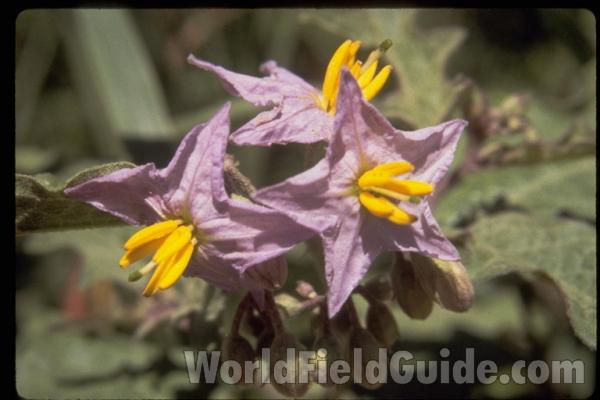 Flowers<br>(Location of Picture: Atlanta Botanic Garden, Georgia)