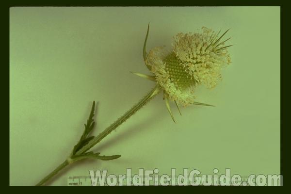 Mounted Flowers<br>(Origin of the Specimen: Mundelein, Illinois, USA)