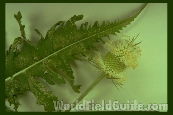 Mounted Leaf and Flowers<br>(Origin of the Specimen: Mundelein, Illinois, USA)