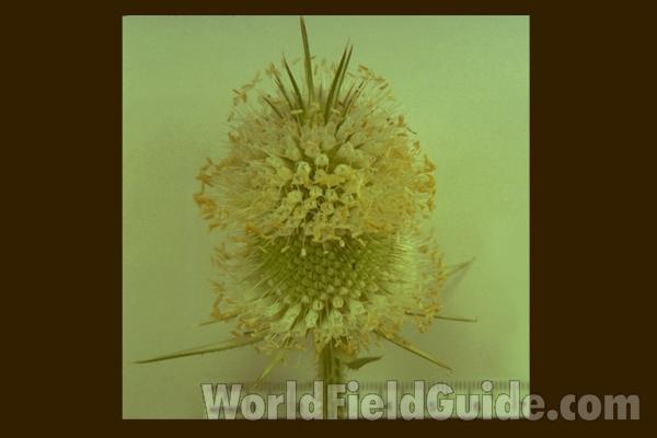 Flowers Close View<br>(Origin of the Specimen: Mundelein, Illinois, USA)