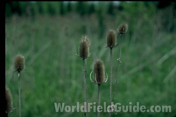 Seed Heads