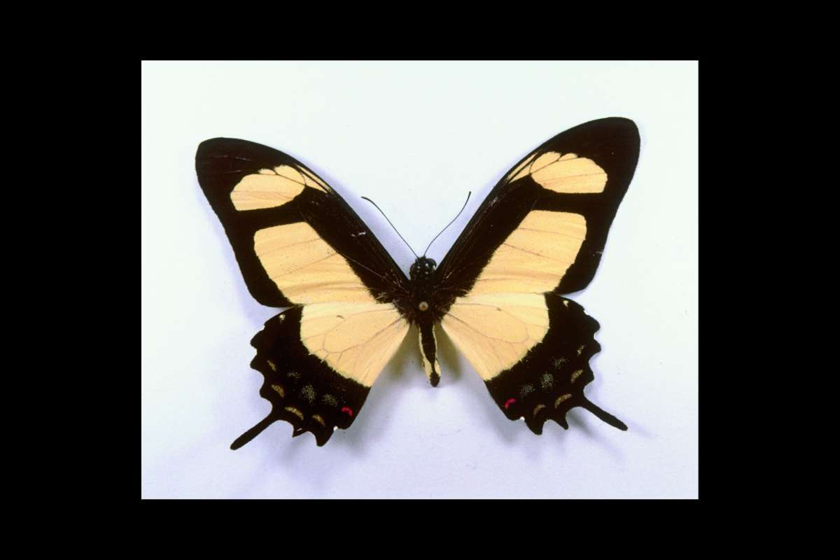Male - Dorsal