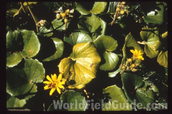 Leaves<br>(Location of Picture: Atlanta Botanical Garden, Georgia)
