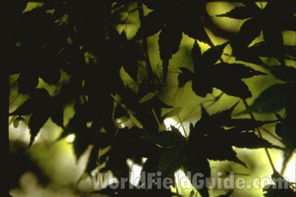 Leaf<br>(Location of Picture: Ornamental, Tarrant Co, Texas, 2011)