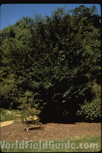Silhouette<br>(Location of Picture: Atlanta Botanic Garden, Georgia)