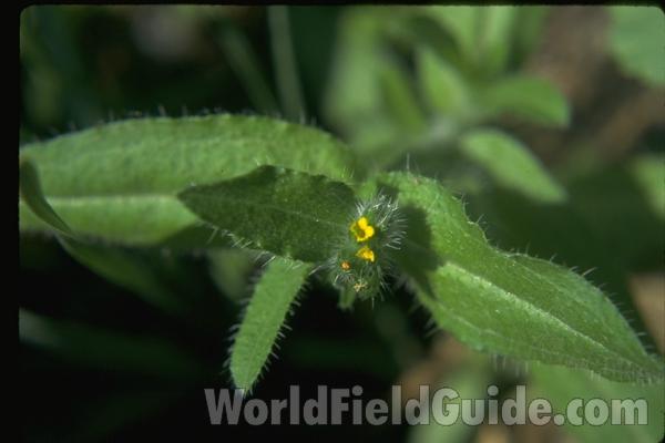 Top View Of Plant in  Bloom