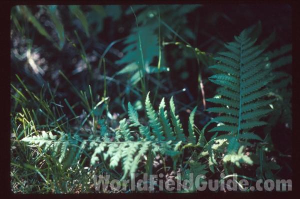 Silhouette<br>(Location of Picture: Garden, Washington, USA)