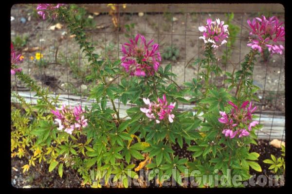 Flowers<br>(Location of Picture: Okanogan, Wa.,USA, 2019)