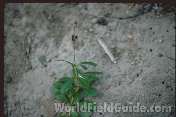 Flower<br>(Location of Picture: Washington, USA)