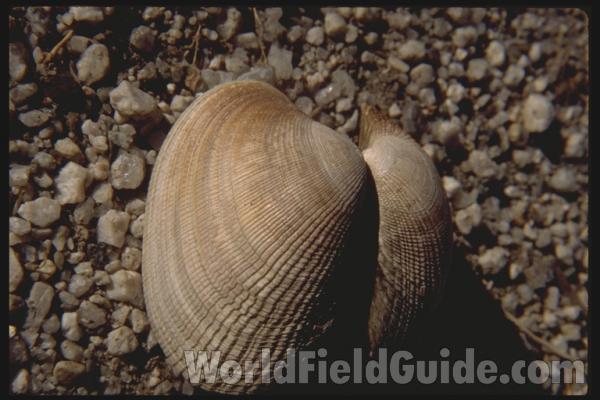 Todays Catch<br>(Location of Picture: Hoodsport, Washington, USA, 2009)