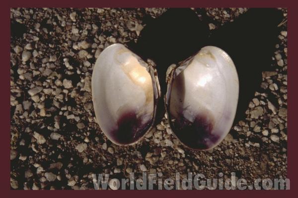 Todays Catch<br>(Location of Picture: Hoodsport, Washington, USA, 2009)