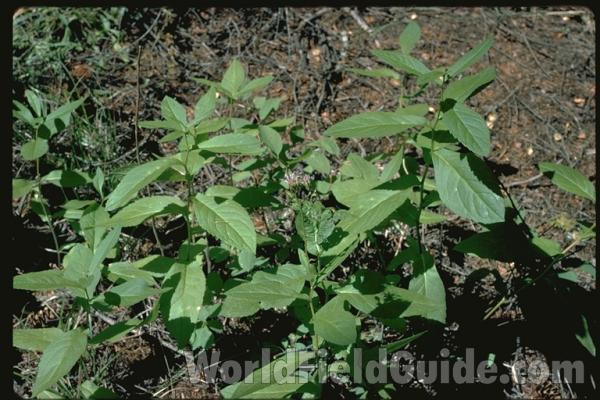 Leaves<br>(Location of Picture: Washington, USA)