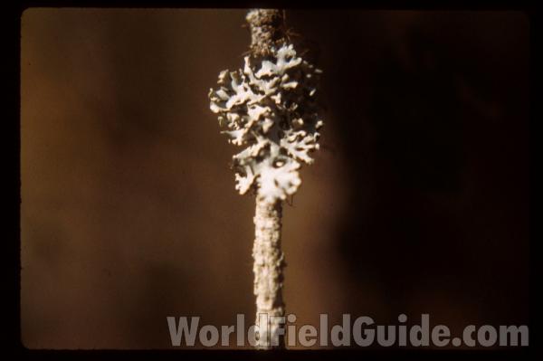 Close View<br>(Origin of the Specimen: Washington, USA)