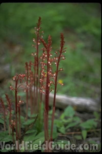 Plants<br>(Location of Picture: Washington, USA)