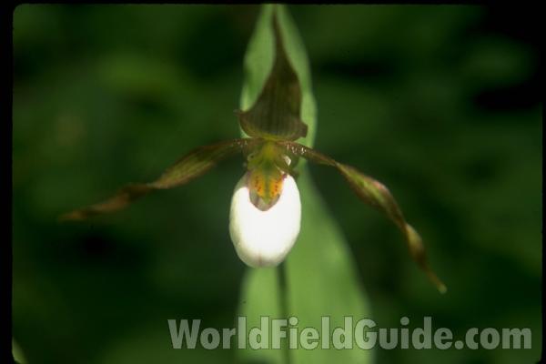 Flower - Front View<br>(Location of Picture: Washington, USA)