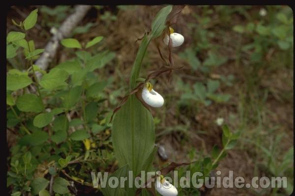 Top Of Plant in  Bloom<br>(Location of Picture: Washington, USA)