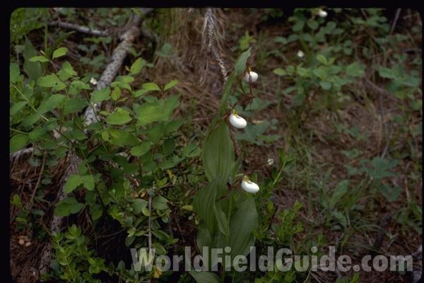 Habitat View<br>(Location of Picture: Washington, USA)