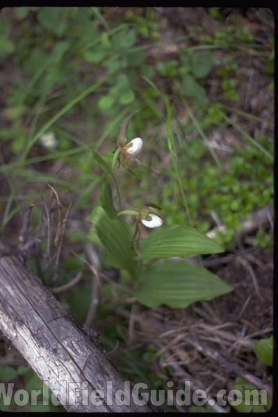 Top of Plant in  Bloom View #2<br>(Location of Picture: Washington, USA)