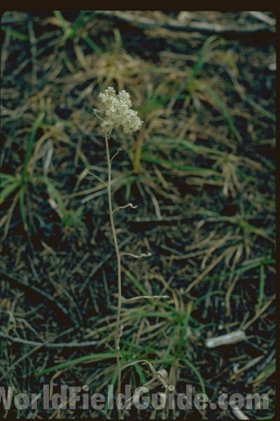 Top Of Plant<br>(Location of Picture: Washington, USA)