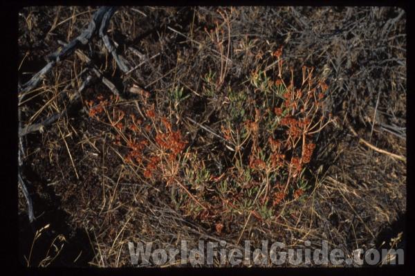 Habitat View<br>(Location of Picture: Salmon Meadows, Wa, USA, July 2001)