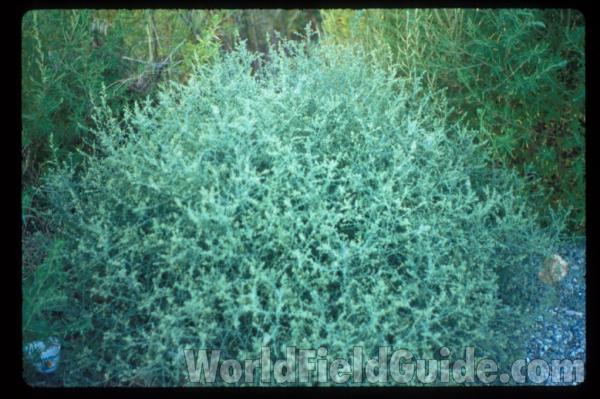 Green - Top Of Plant<br>(Location of Picture: Garden, Okanogan, Wa, USA, 2008)