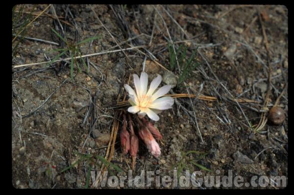 Flower<br>(Location of Picture: Neville, Washington, USA, 2003)