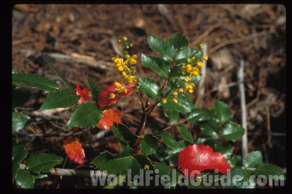 Top Of Plant<br>(Location of Picture: Washington, USA, 2003)