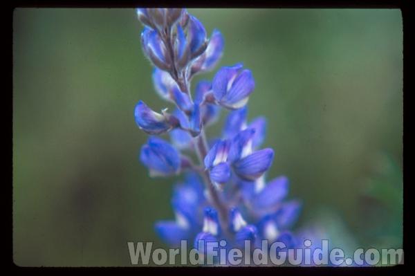 Habitat<br>(Location of Picture: Usk, Washington, June 20, 2000)<br>(Location of Picture: Washington, USA)
