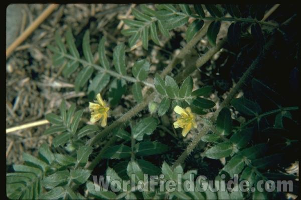 Flower and Leaves<br>(Location of Picture: Okanogan, Washington, USA)