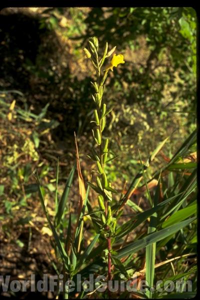 Top Of Plant<br>(Location of Picture: Washington, USA)