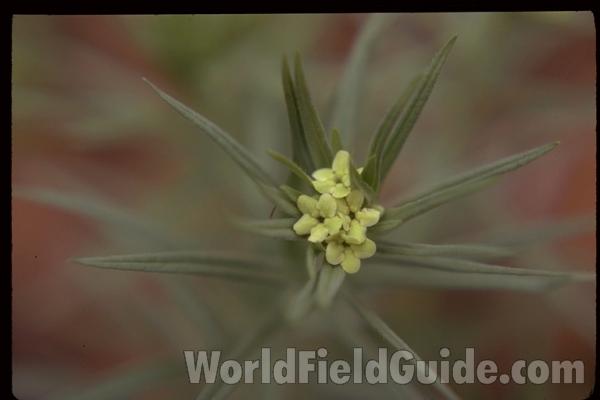 Top Of Plant in  Bloom<br>(Location of Picture: Sabine, Texas, USA, 2008)<br>(Location of Picture: Washington, USA)