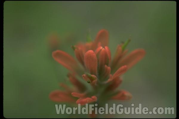 <br>(Location of Picture: Neville Ridge, Washington, USA)<br>(Location of Picture: Neville Ridge, Washington, USA)