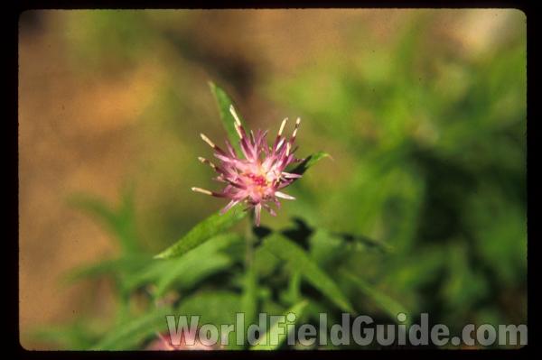 Flower<br>(Location of Picture: Washington, USA)