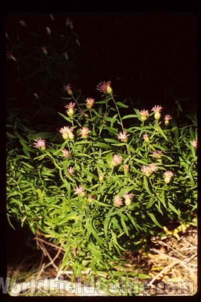 Top Of Plants<br>(Location of Picture: Washington, USA)