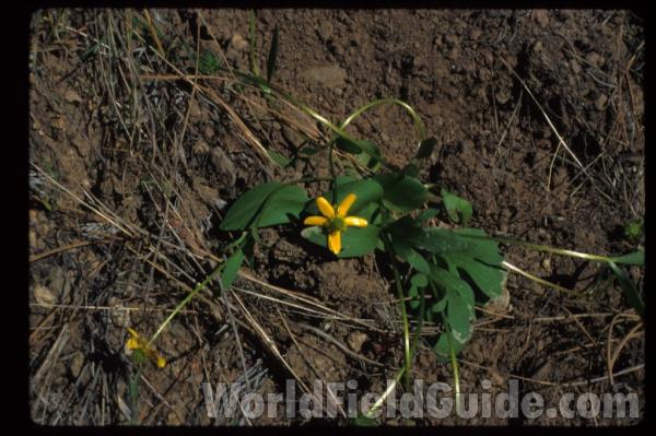 Top Of Plant<br>(Location of Picture: Okanogan, Washington, USA)