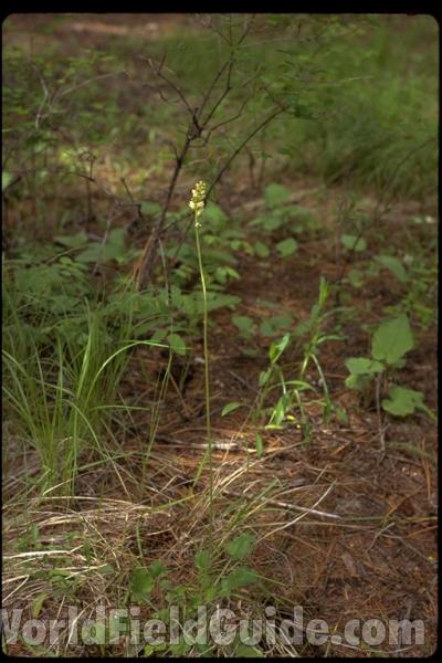Habitat