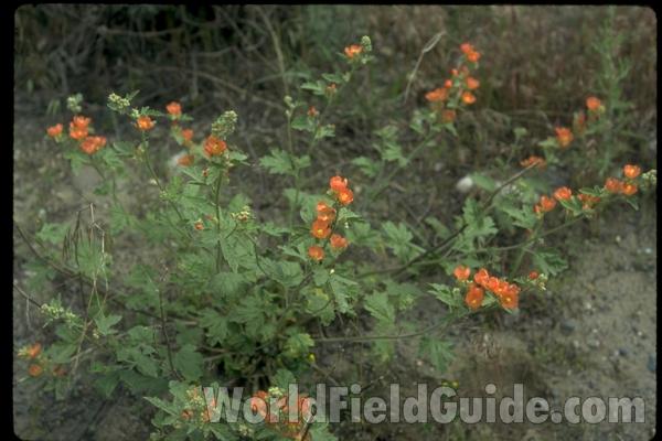 Flower Back View and Leaf<br>(Location of Picture: Okanogan, Washington, USA)