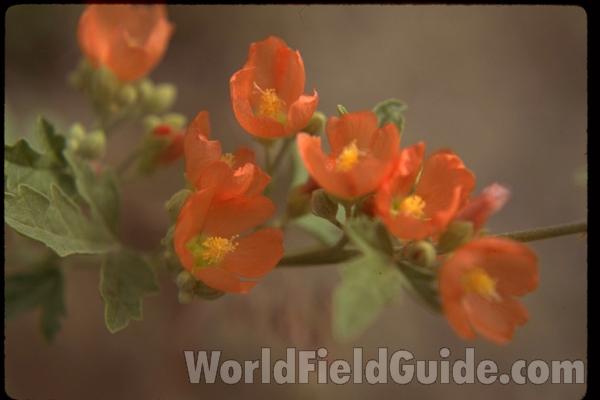 Top Of Plant<br>(Location of Picture: Okanogan, Washington, USA)