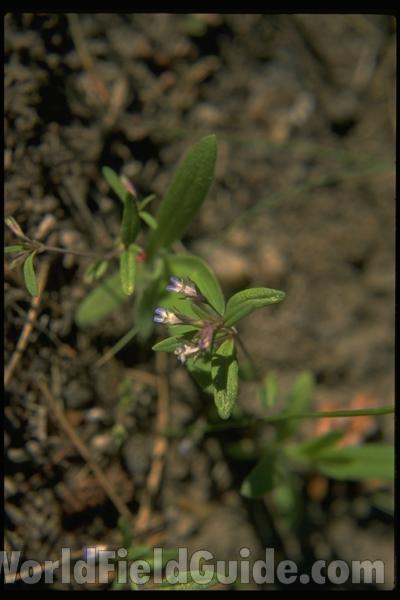 Top Of Plant in  Bloom<br>(Location of Picture: Okanogan, Wa, USA, 2007)