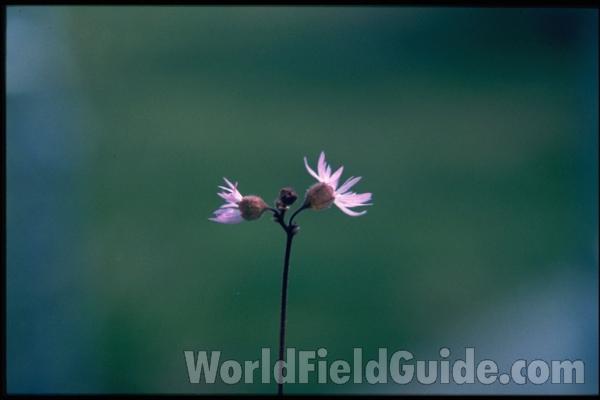Flower<br>(Location of Picture: Washington)