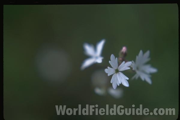 Flower<br>(Location of Picture: Washington)