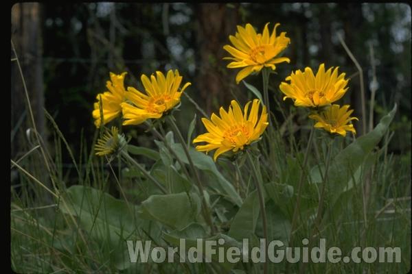 Habitat<br>(Location of Picture: Washington, USA)