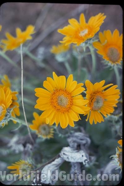 Flowers<br>(Location of Picture: Washington, USA)