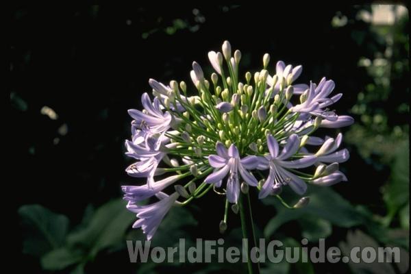Flower Umbel<br>(Location of Picture: Glencoe Botanic Garden, Illinois)