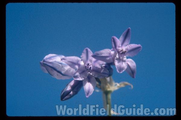 Flowers - Close View<br>(Location of Picture: Washington, USA)