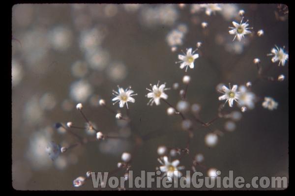 Field<br>(Location of Picture: Omak, Washington, USA)