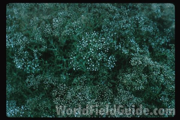 Field<br>(Location of Picture: Omak, Washington, USA)